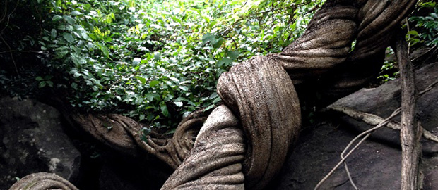 Unseen Thailand เถาวัลย์ยักษ์ อุบลราชธานี