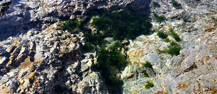 Chigogafuchi Enoshima